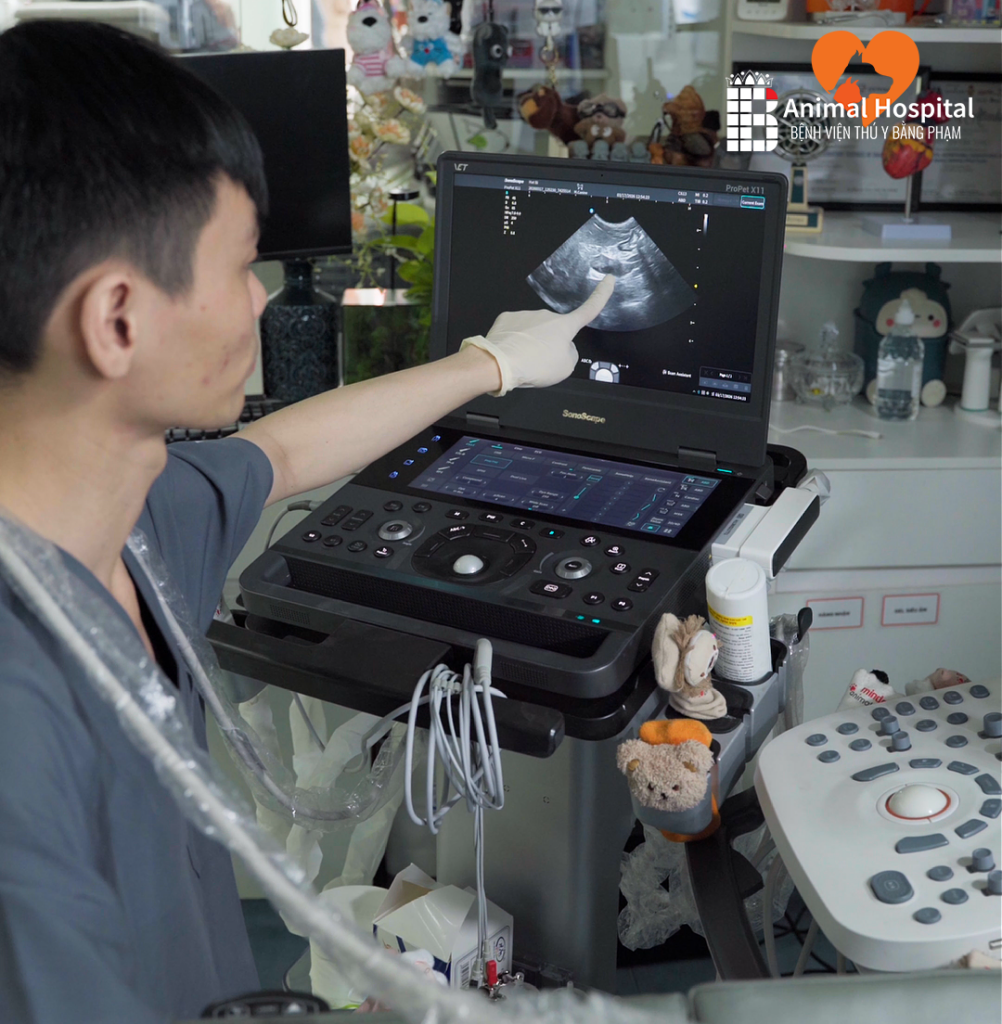 Máy Siêu Âm ProPet X11