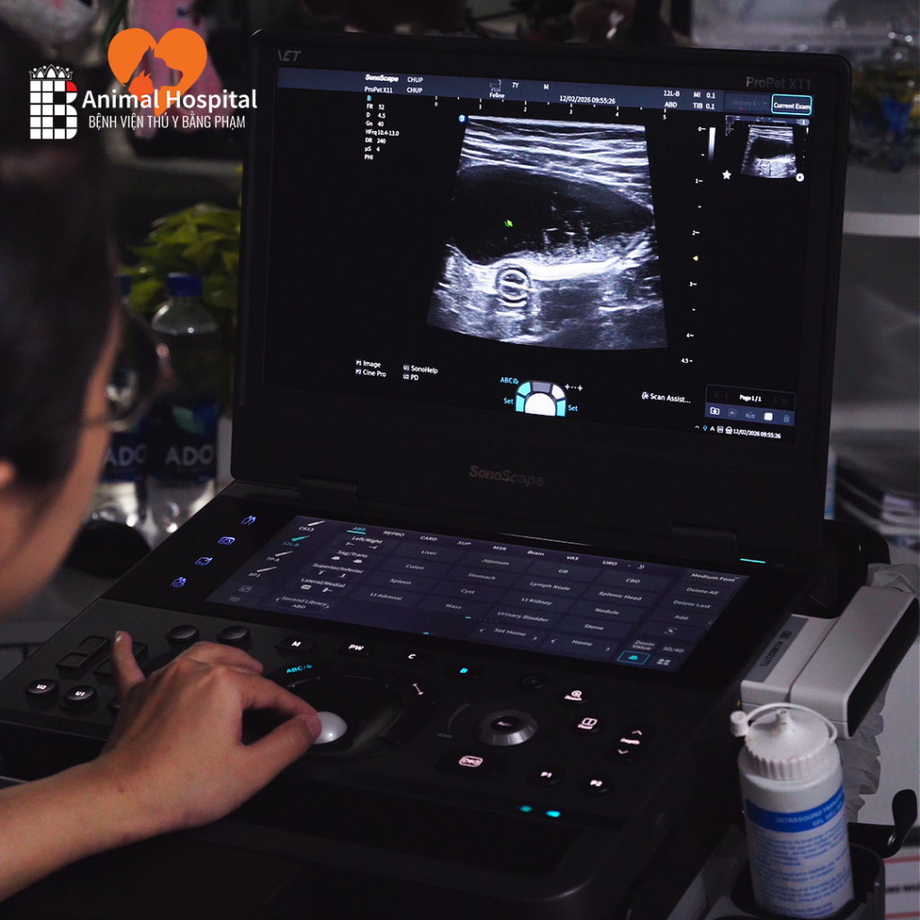 Máy Siêu Âm ProPet X11