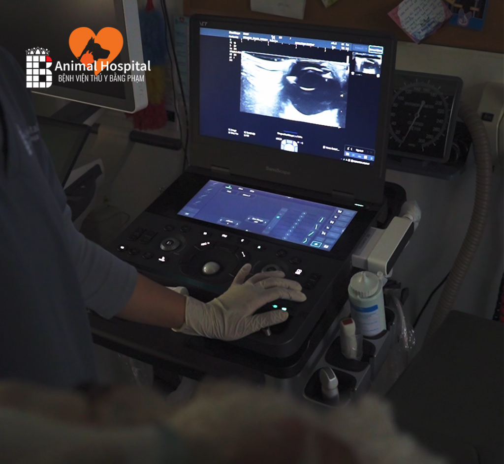 Máy Siêu Âm ProPet X11