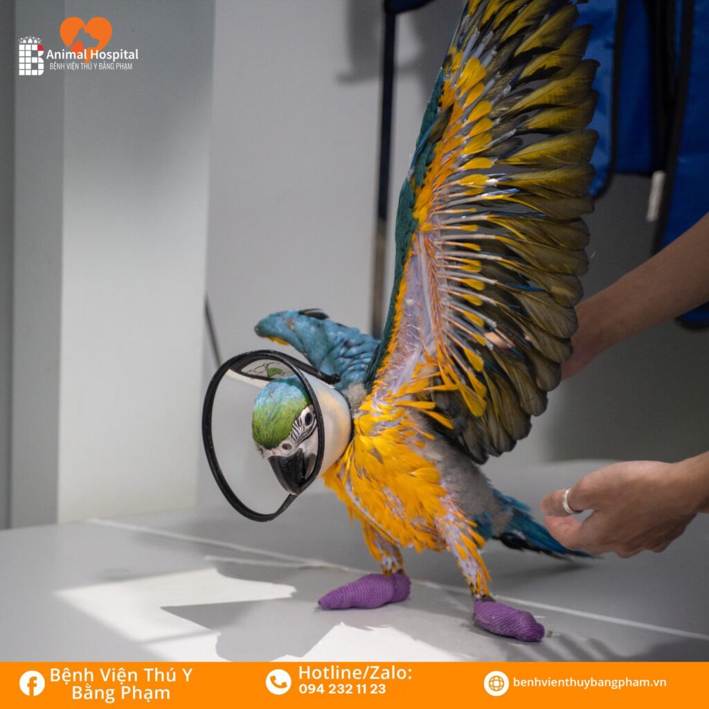 Máy X Quang Kỹ Thuật Số