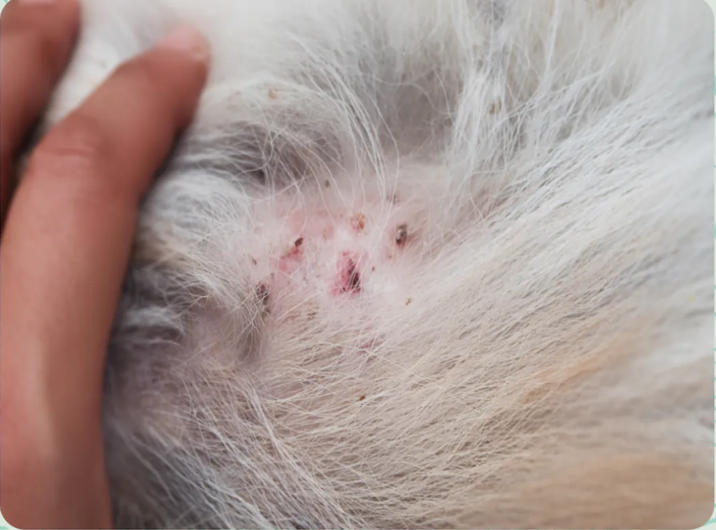 chó bị rụng lông thành từng mảng