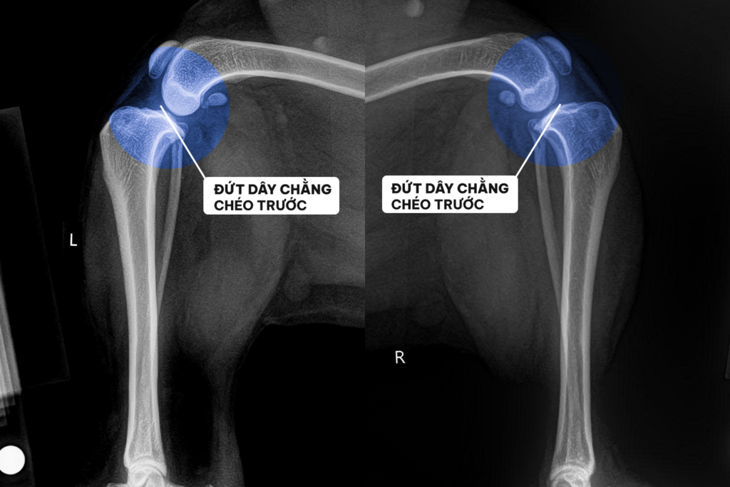 phẫu thuật TPLO cho chó
