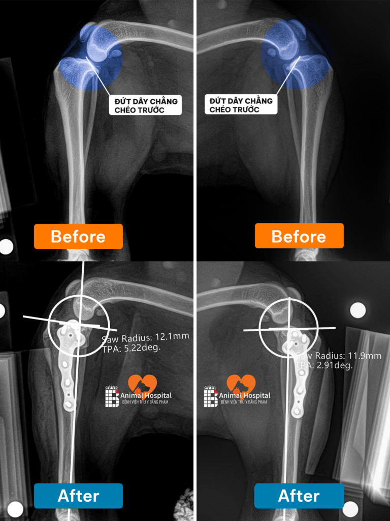 phẫu thuật TPLO cho chó