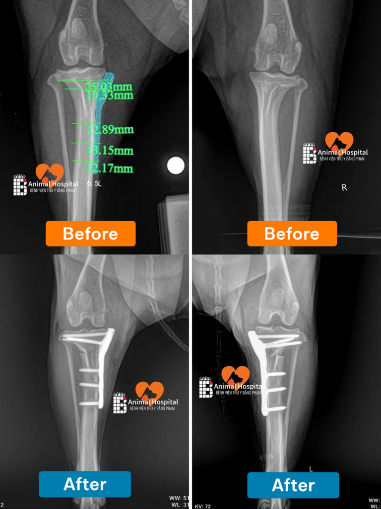 phẫu thuật TPLO cho chó