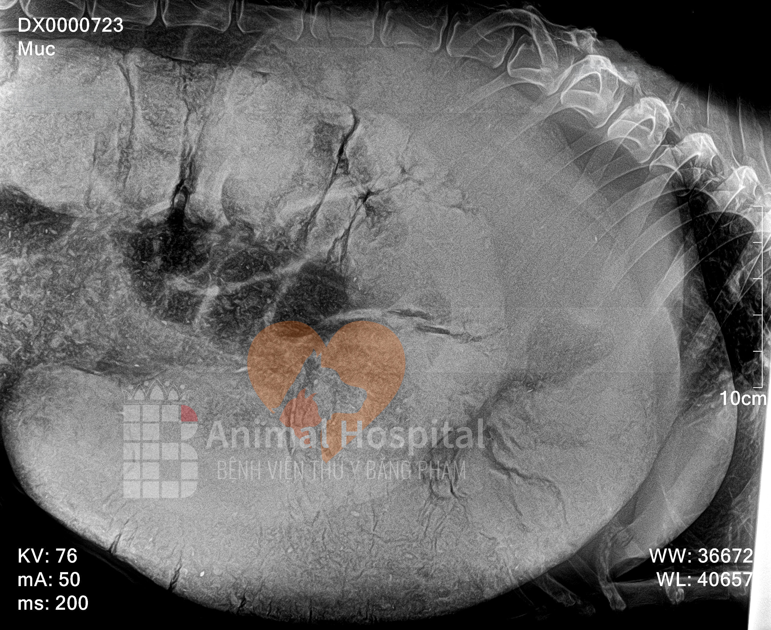 megacolon ở chó
