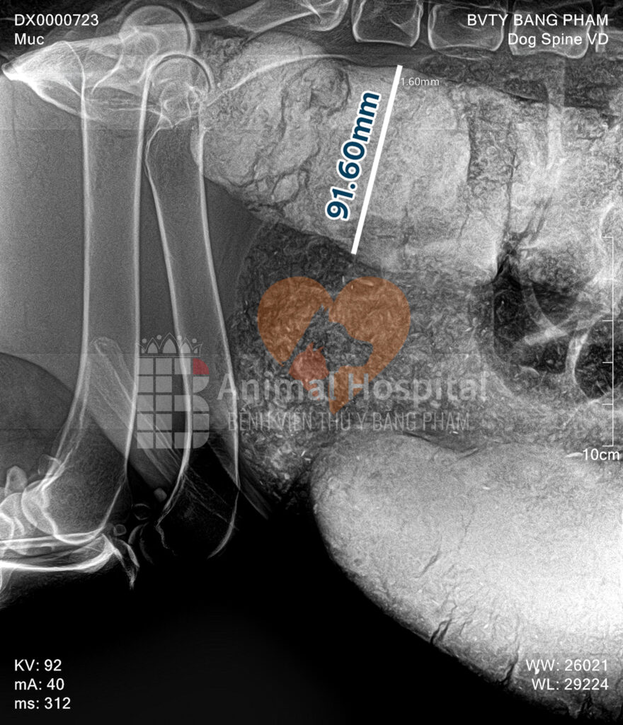 megacolon ở chó