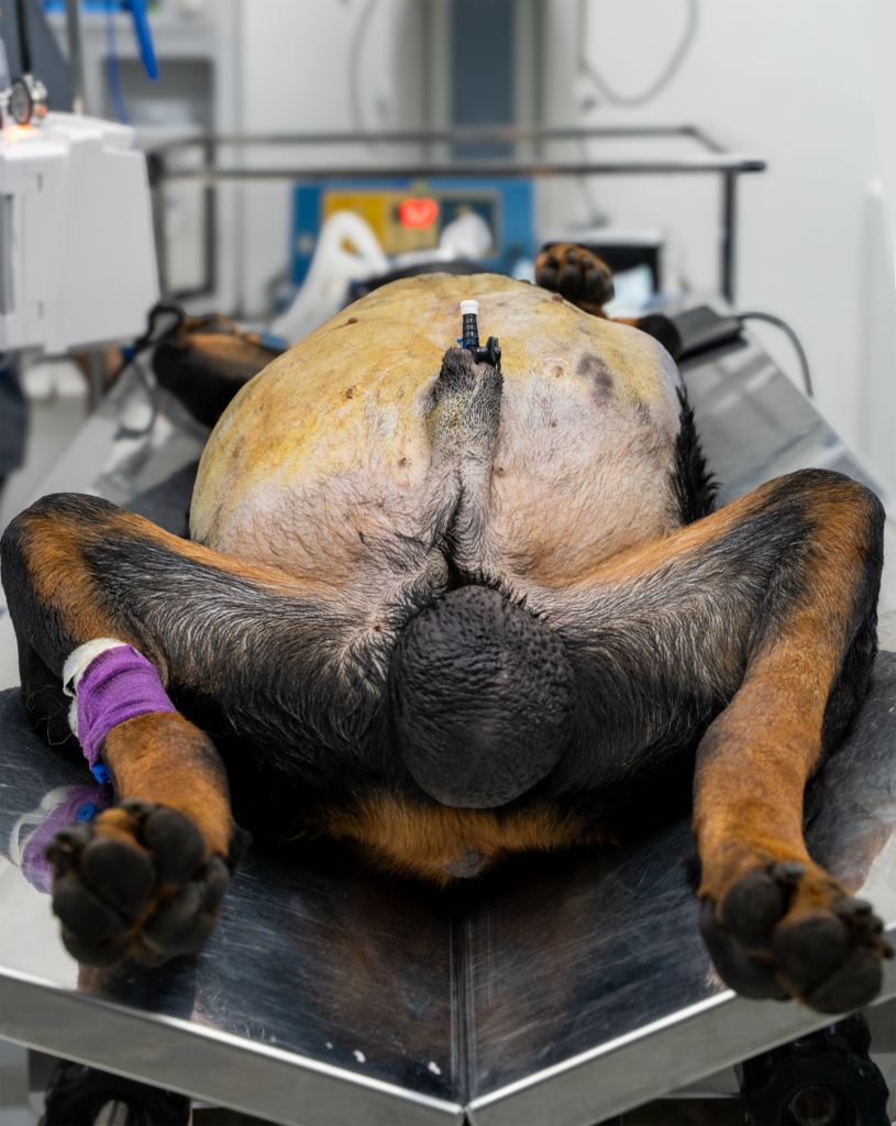chó bị megacolon