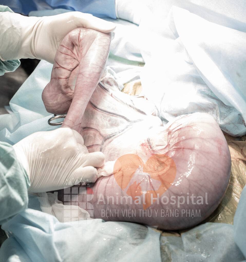 chó bị megacolon